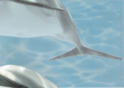 Декор Лазурь Дельфин 5